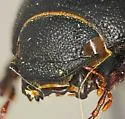 Diplotaxis belfragei - photo 2