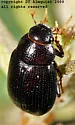 Diplotaxis bidentata