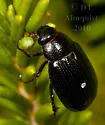 Diplotaxis bidentata - photo 2