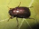 Diplotaxis blanchardi - photo 2