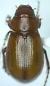Diplotaxis brachyptera - Diplotaxis brachyptera