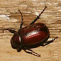 Diplotaxis brevicollis - Diplotaxis brevicollis