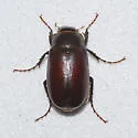 Diplotaxis brevicollis - photo 3