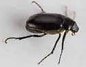 Diplotaxis brevicollis - photo 4