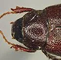 Diplotaxis brevisetosa - photo 2