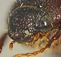 Diplotaxis brevisetosa - photo 3