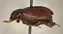 Diplotaxis brevisetosa - photo 4