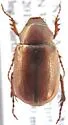 Diplotaxis corbula - Diplotaxis corbula