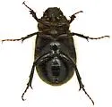 Diplotaxis cribulosa - Diplotaxis cribulosa