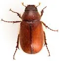 Diplotaxis cribulosa - photo 2