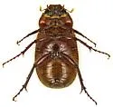 Diplotaxis cribulosa - photo 5