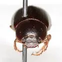 Diplotaxis curvaticeps - photo 2