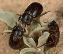 Diplotaxis fimbriata - photo 3
