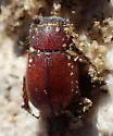 Diplotaxis fimbriata - photo 4