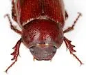 Diplotaxis fissilabris - photo 2