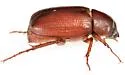Diplotaxis fissilabris - photo 4