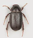 Diplotaxis harperi - photo 2