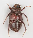 Diplotaxis harperi - photo 3