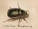 Diplotaxis harperi - photo 5