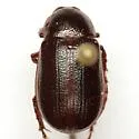 Diplotaxis lengii - photo 2
