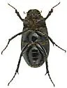 Diplotaxis magna - photo 4