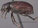 Diplotaxis marginicollis - photo 2