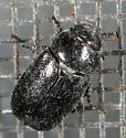 Diplotaxis maura - Diplotaxis maura