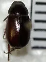 Diplotaxis maura - photo 2