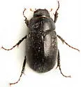 Diplotaxis maura - photo 5