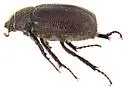 Diplotaxis mimosae - photo 2