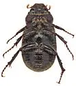 Diplotaxis mimosae - photo 3