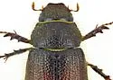 Diplotaxis mimosae - photo 4