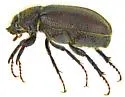 Diplotaxis mimosae - photo 5