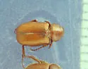 Diplotaxis misella