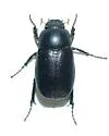 Diplotaxis moerens - photo 2