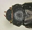 Diplotaxis muricata - photo 2