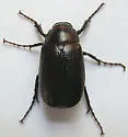 Diplotaxis obscura - Diplotaxis obscura