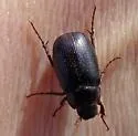 Diplotaxis obscura - photo 5
