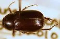 Diplotaxis pacata - Diplotaxis pacata