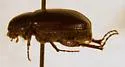 Diplotaxis pacata - photo 2