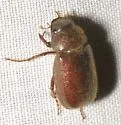Diplotaxis puberula - Diplotaxis puberula