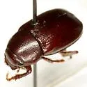 Diplotaxis pubipes - photo 3