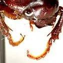 Diplotaxis pubipes - photo 4