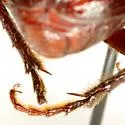 Diplotaxis pubipes - photo 5