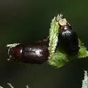 Diplotaxis pumila
