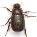Diplotaxis pumila - photo 2