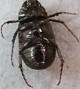 Diplotaxis punctatorugosa - photo 5