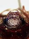 Diplotaxis rufa - photo 3