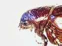 Diplotaxis rufa - photo 4