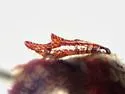 Diplotaxis rufa - photo 5